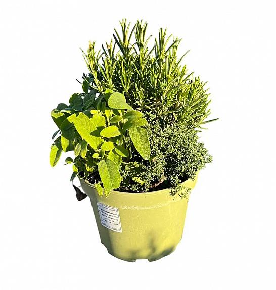 Dišavnice Ø18 mix dekor lonček 3 pack