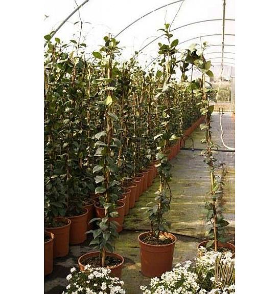 Rhyncospermum jasminoides Ø18