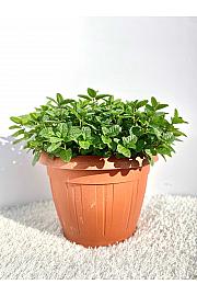 Mentha piperita Ø25