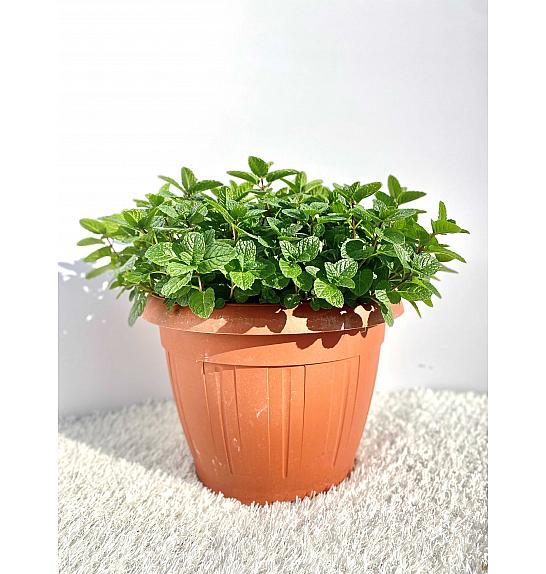 Mentha piperita Ø25