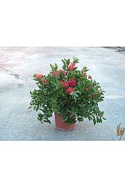 Callistemon C3 lit.