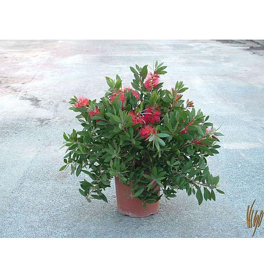 Callistemon C3 lit.