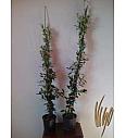 Rhyncospermum jasminoides Ø18, 90-100 cm piramida