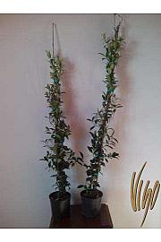 Rhyncospermum jasminoides Ø18, piramida 90-100 cm