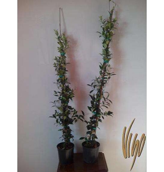 Rhyncospermum jasminoides Ø18, piramida 90-100 cm