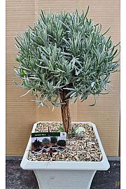 Lavandula angustifolia Ø23x23 Na Steblu 20 cm bonsai