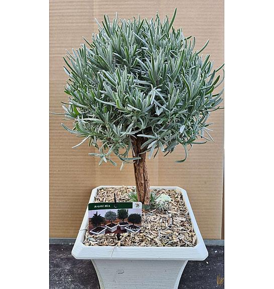 Lavandula angustifolia Ø23x23 Na Steblu 20 cm bonsai