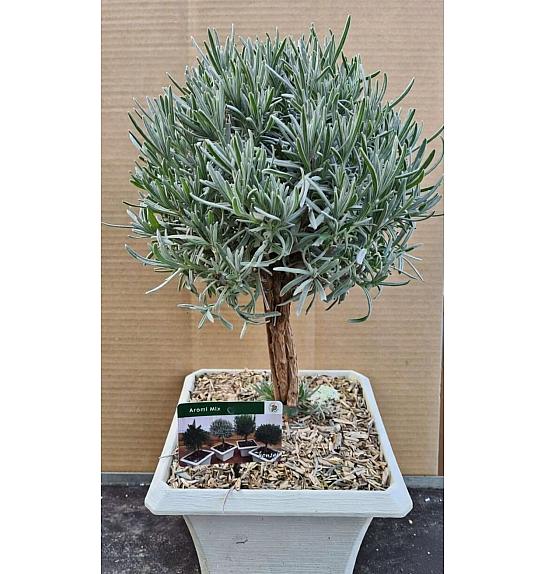 Lavandula angustifolia Ø23x23 Na Steblu 20 cm bonsai