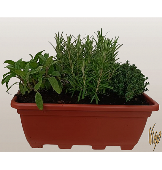 Dišavnice mix 40 cm plastično korito