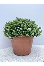 Origanum vulgare Ø30