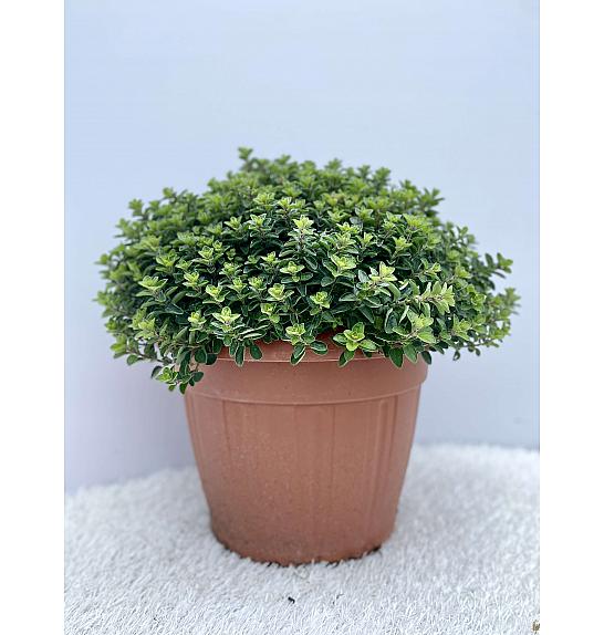 Origanum vulgare Ø30