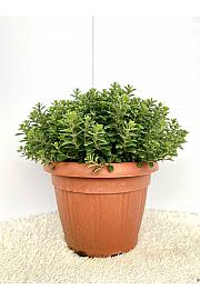 Origanum majorana Ø30