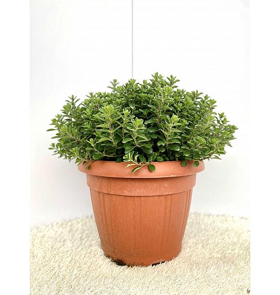 Origanum majorana Ø30