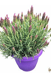 Lavandula stoechas Ø30