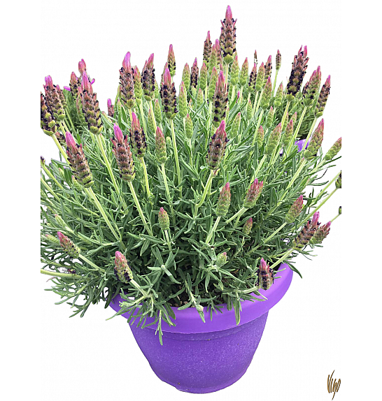 Lavandula stoechas Ø30