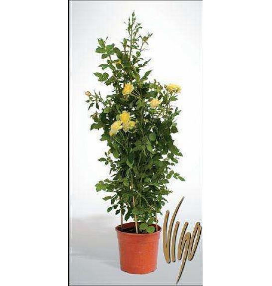 Rosa hybrid Mix C5 Lit. 80-100 cm piramida