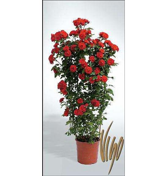 Rosa hybrid Mix C5 Lit. 80-100 cm špalir