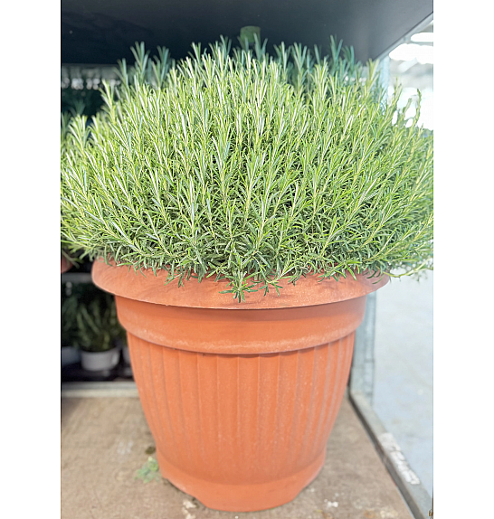 Rosmarinus officinalis Ø65