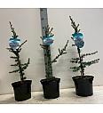Cedrus libani Glauca C3 Lit. 40-60 cm