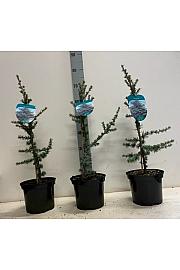 Cedrus libani Glauca C3 Lit. 40-60 cm