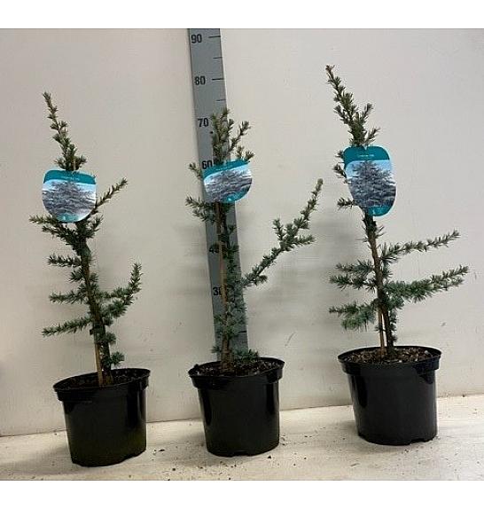 Cedrus libani Glauca C3 Lit. 40-60 cm