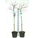 Acer C7,5 Lit. mix 80-100 cm Na steblu 80 cm