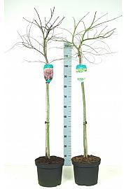 Acer C7,5 Lit. mix 80-100 cm Na steblu 80 cm