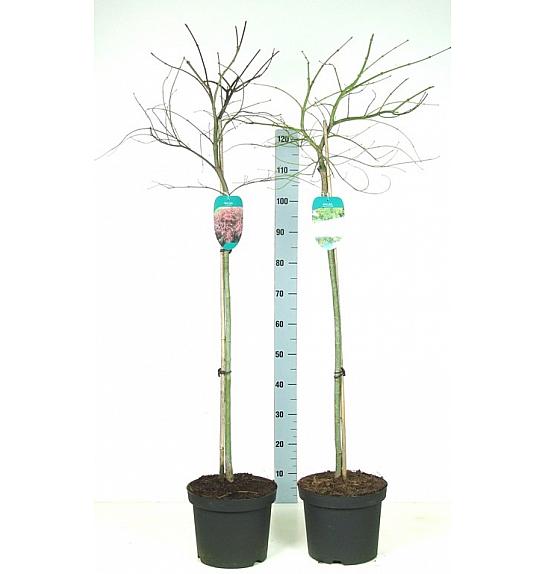 Acer C7,5 Lit. mix 80-100 cm Na steblu 80 cm