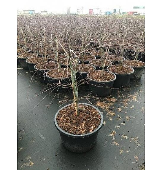 Acer dissectum Mix C25 Lit. 40-60 cm