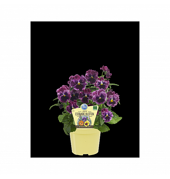 Viola wittrockiana; Užitna vijolica; Ø12;700992;BLU