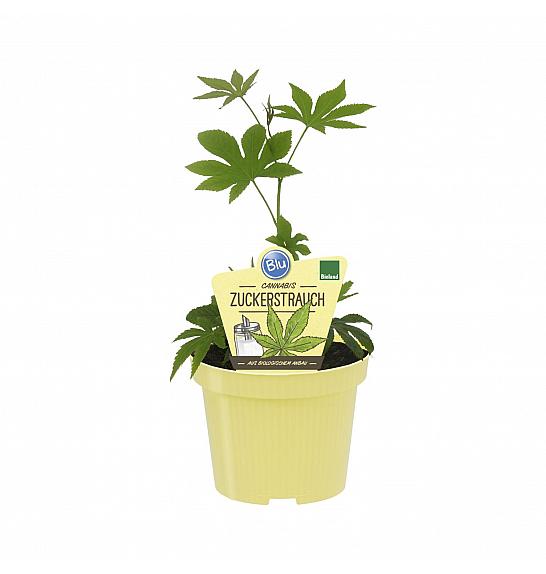 Rubus chingii var suavissimus; Sladkorni grm; Ø12;690037;BLU