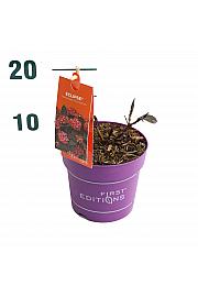 Hortenzija makrofila EclipseRed C1.5 lit. 20-40 cm