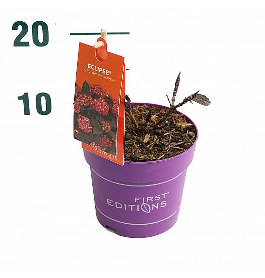 Hortenzija makrofila EclipseRed C1.5 lit. 20-40 cm