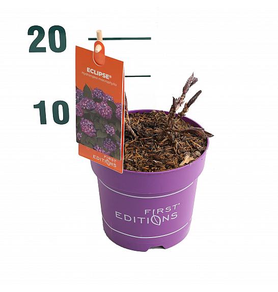 Hydrangea macrophylla Eclipse Purple 1,5 Lit. 20-40 cm