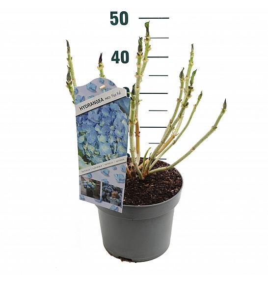 Hortenzija makrofila plava C5 Lit. 15-20 cm