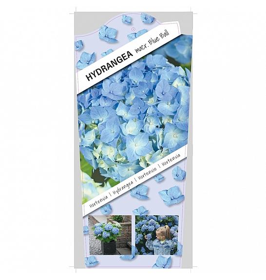 Hydrangea macrophylla Blue C5 Lit. 15-20 cm