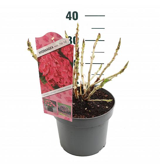 Hortenzija makrofila ružičasta C5 Lit. 15-20 cm