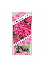 Hydrangea macrophylla Pink C5 Lit. 15-20 cm