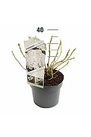 Hortenzija makrofila bijela C5 Lit. 15-20 cm