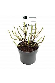 Hortenzija makrofila Red C5 Lit. 15-20 cm