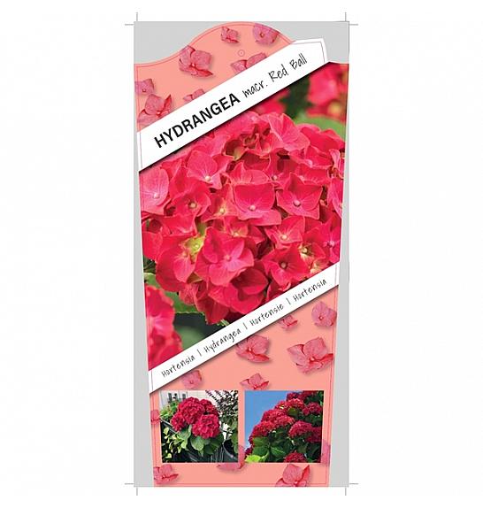 Hydrangea macrophylla Red C5 Lit. 15-20 cm
