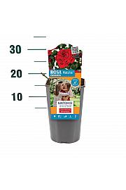 Rosa Matchis® C3 Lit. 10-15 cm