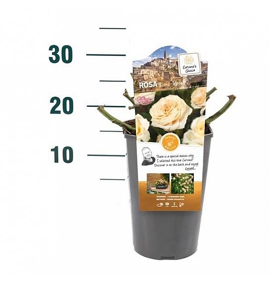 Rosa hybrid Lions-Rose C3 Lit. 10-15 cm