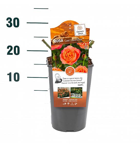 Rosa Coral Lions Rose® C3 Lit. 10-15 cm