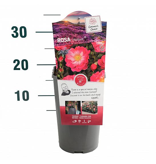 Rosa Hotline® C3 Lit. 10-15 cm