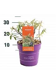 Hypericum Radiance® C3 Lit. 25-45 cm