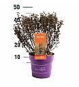 Physocarpus op. Lucky Devil® C3 Lit. 40/+ cm