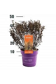 Physocarpus op. Lucky Devil® C3 Lit. 40/+ cm