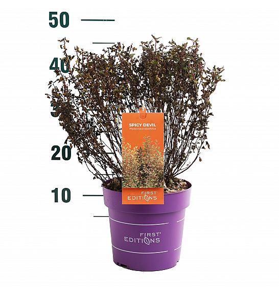 Physocarpus op. Lucky Devil® C3 Lit. 40/+ cm