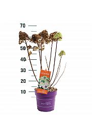 Posuda za hortenzije. Little Hottie C3 Lit. 35-55 cm